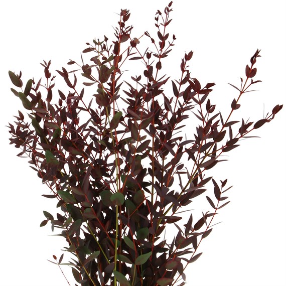 Parvi (x5 Individual Stems) - Red
