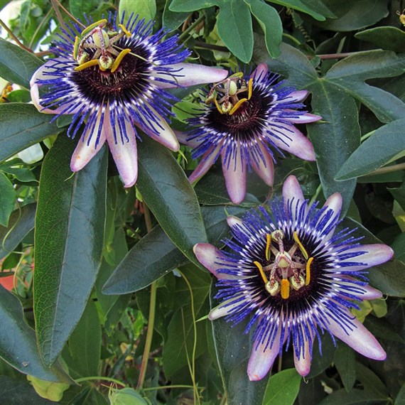 Passiflora caerulea Damsels Delight Climber 3L Pot