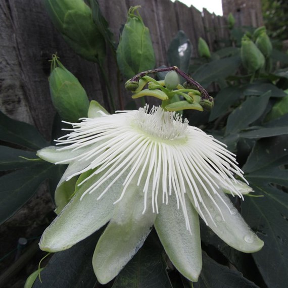 Passiflora Snow Queen Climber 3L Pot