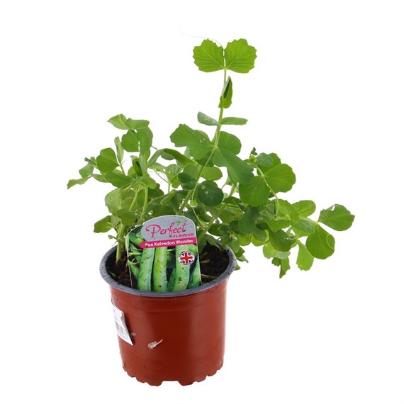 Peas Kelvedon Wonder 10.5cm vegetable Pot Bedding