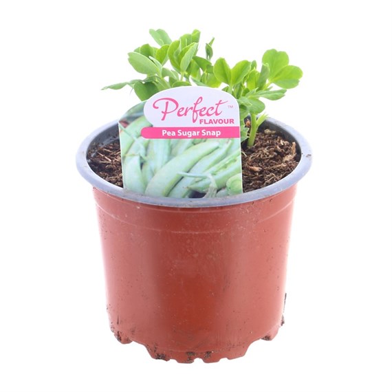 Peas Sugar Snap 10.5cm vegetable Pot Bedding