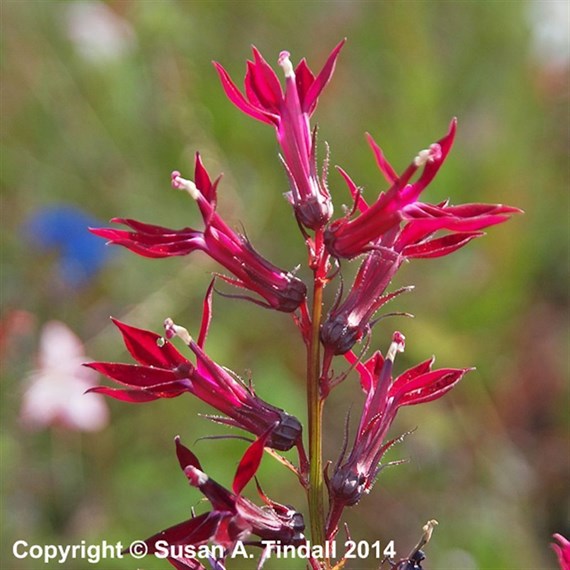 Penstemon Montanus Mother Of Pearl Perennial Plant 9cm - Set of 3