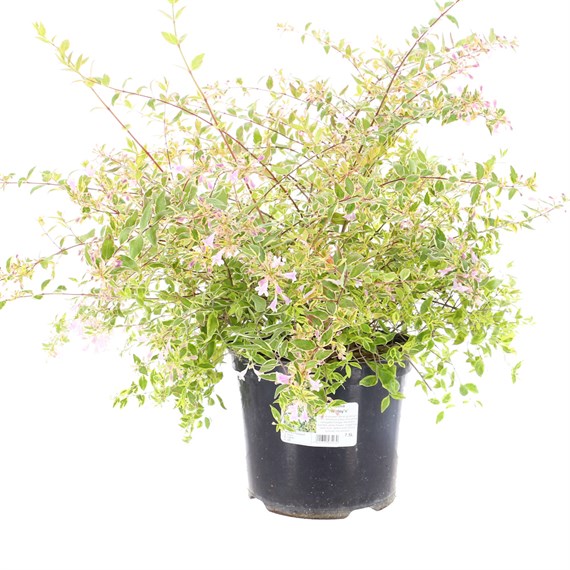 Abelia 'Hopley's' - 7.5L Pot