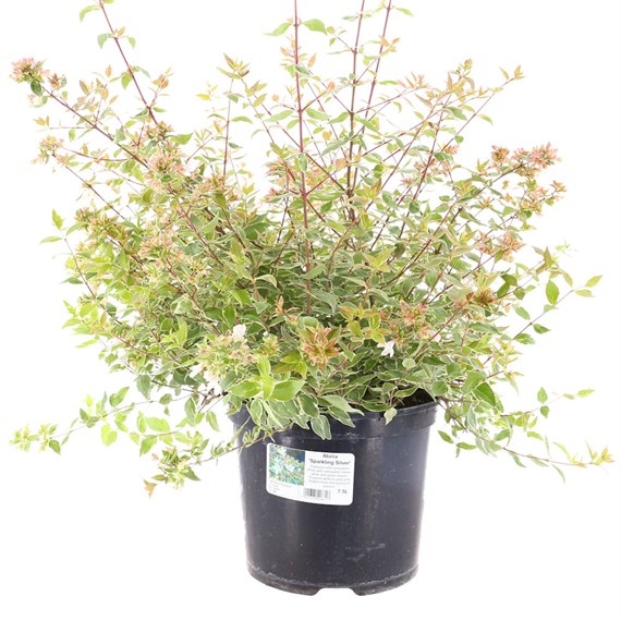 Abelia 'Sparkling Silver' - 7.5L Pot