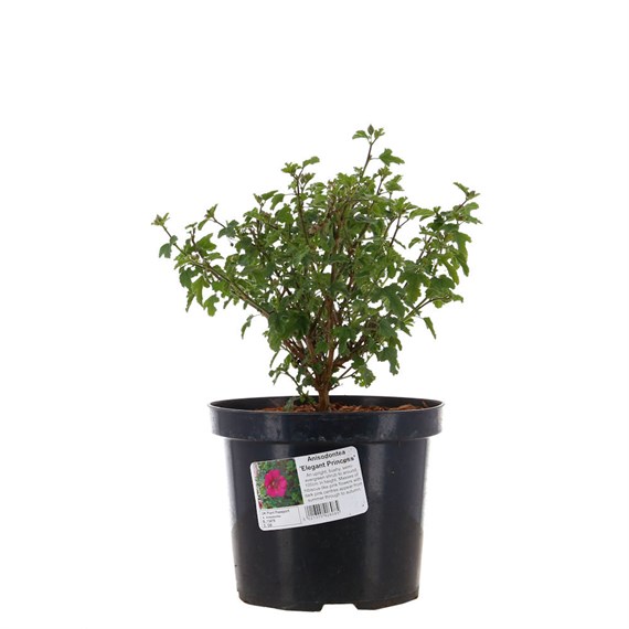 Anisodontea 'Elegant Princess' - 4L Pot