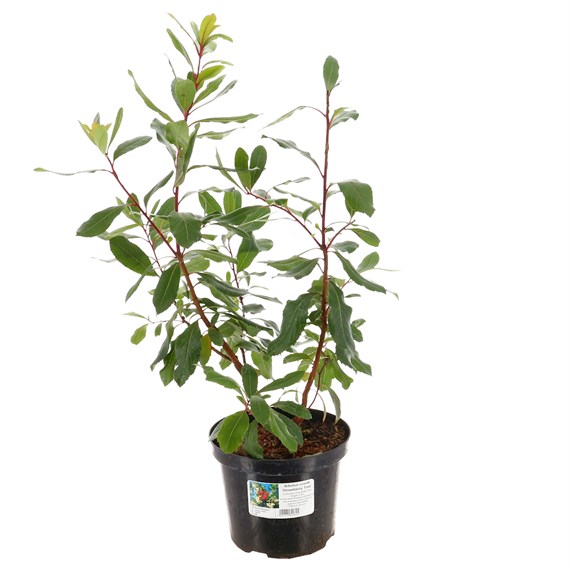 Arbutus unedo - 4L pot