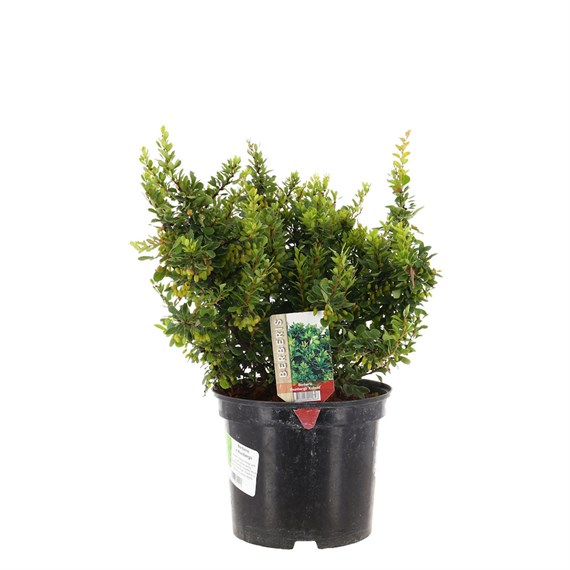 Berberis Thunbergii - 5L Pot