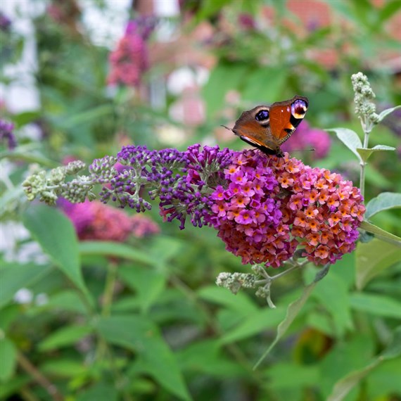 Buddleja 'Flower Power' - 4L Pot
