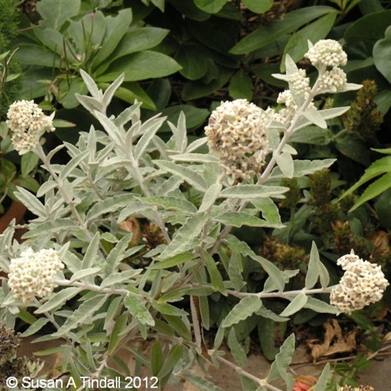 Buddleja 'Silver Anniversary' - 4L Pot