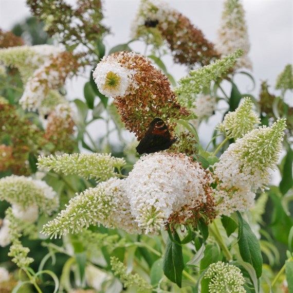 Buddleja 'White Bouquet' - 7.5L Pot