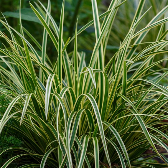Carex 'Variegatus' - 2L Pot