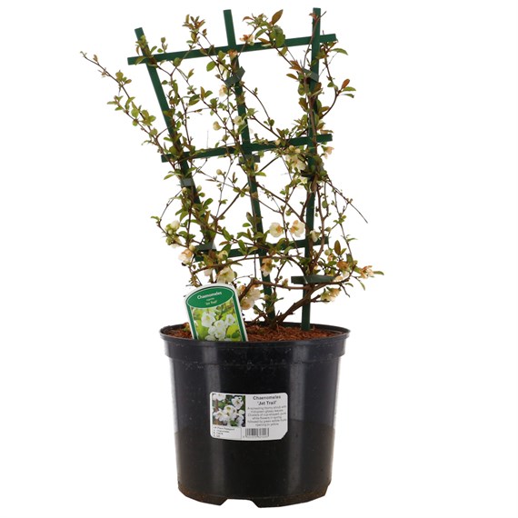 Chaenomeles superba 'Jet Trail' - 7.5L Pot