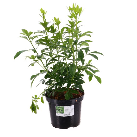 Choisya ternata - 4L Pot
