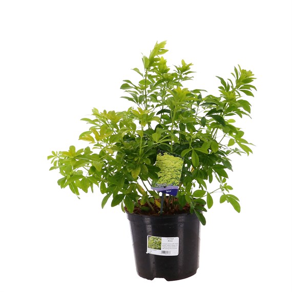 Choisya ternata 'Brica' - 7.5L Pot