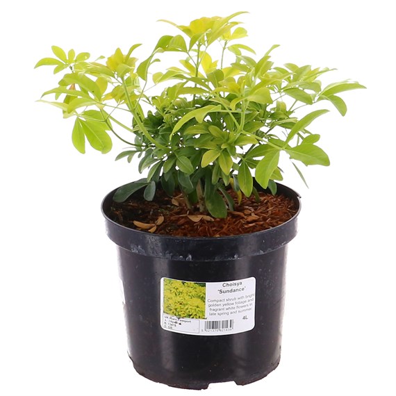 Choisya ternata 'Sundance' - 4L Pot