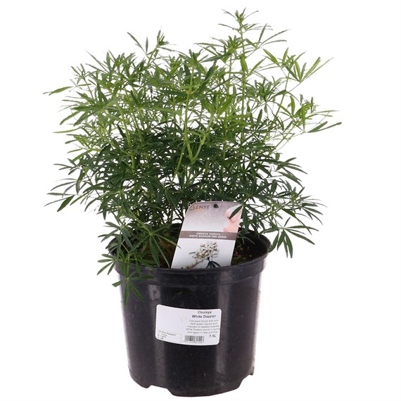 Choisya ternata 'White Dazzler' - 7.5L Pot