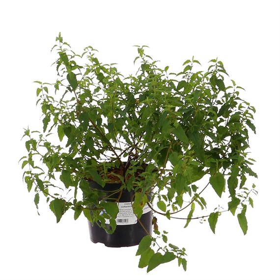 Cistus Corbariensis - 3L Pot