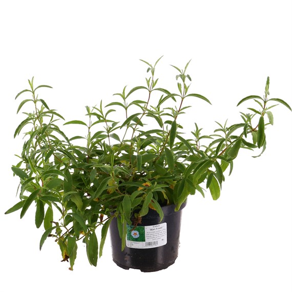 Cistus purpureus 'Alan Fradd' - 4L Pot