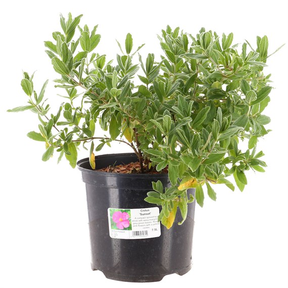 Cistus 'Sunset' - 7.5L Pot