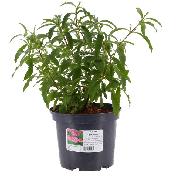 Cistus x Purpureus - 3L Pot
