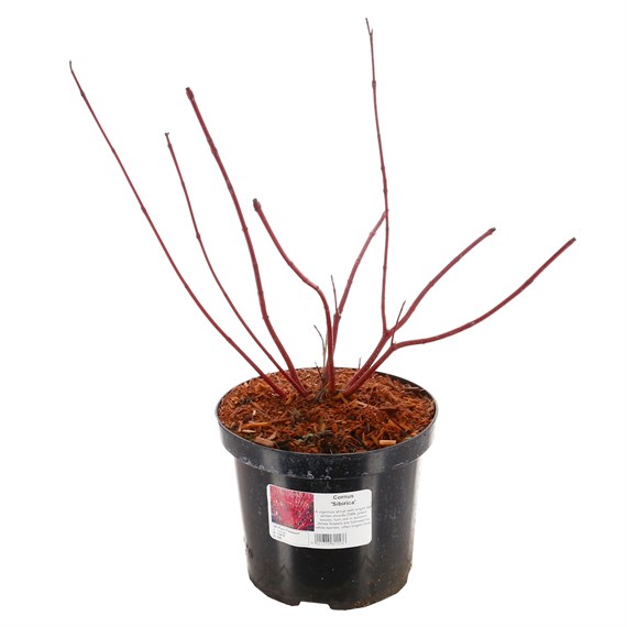 Cornus alba 'Sibirica' - 4L Pot