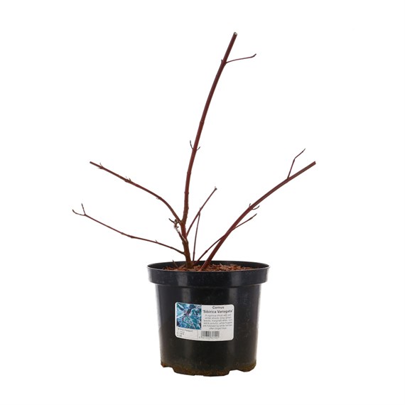 Cornus alba 'Sibirica Variegata' - 4L Pot