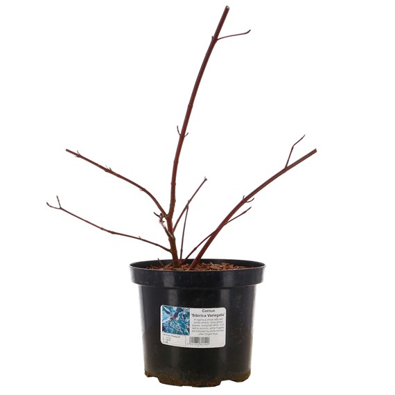 Cornus alba 'Sibirica Variegata' - 7.5L Pot