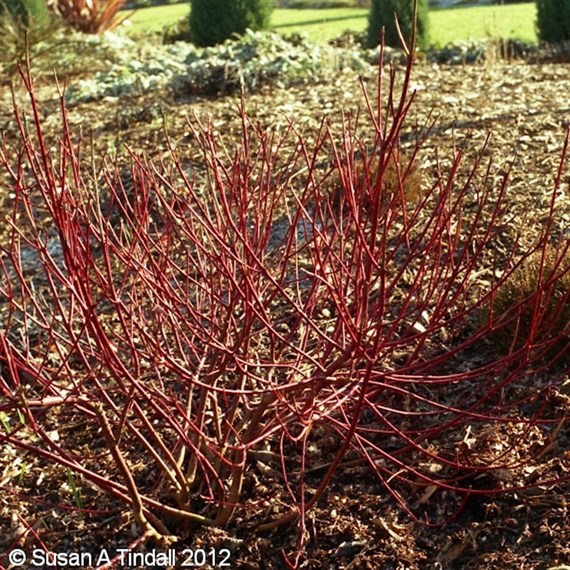 Cornus 'Aurea' - 4L Pot
