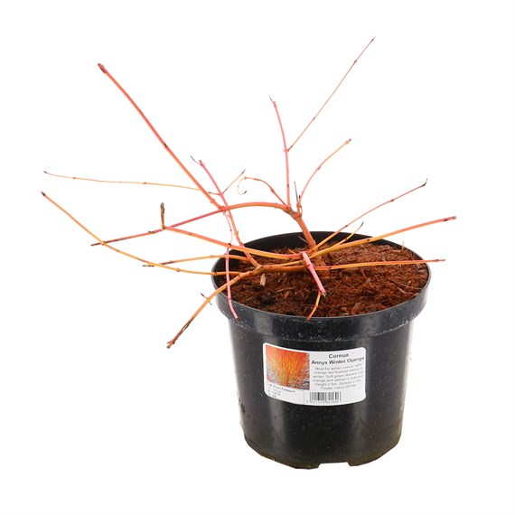 Cornus sang. 'Anny's Winter Orange' - 4L Pot