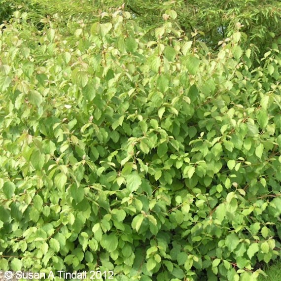 Cornus Sang. Midwinter Fire - 4L Pot