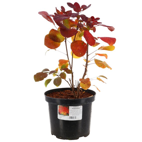 Cotinus Coggygria 'Flamissimo' - 4L Pot