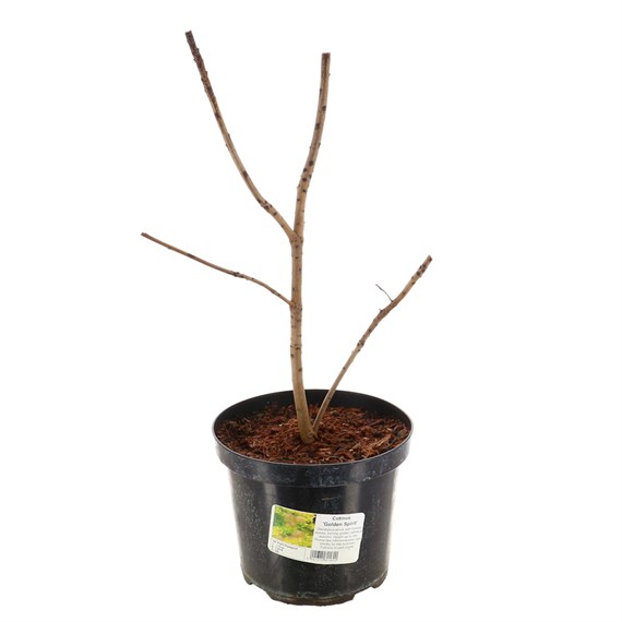 Cotinus Coggygria Golden Spirit - 4L Pot
