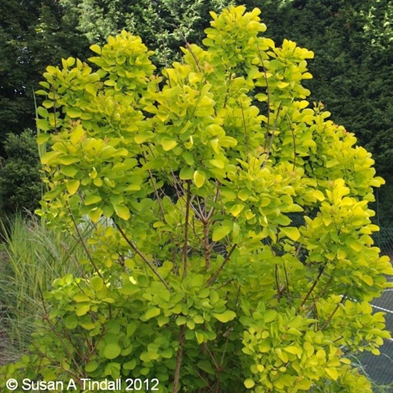 Cotinus Coggygria 'Golden Spirit' - 7.5L Pot