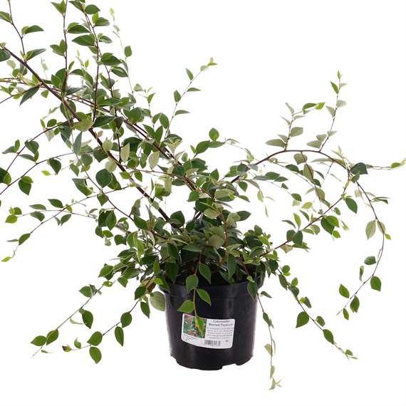 Cotoneaster 'Berried Treasure' - 4L Pot