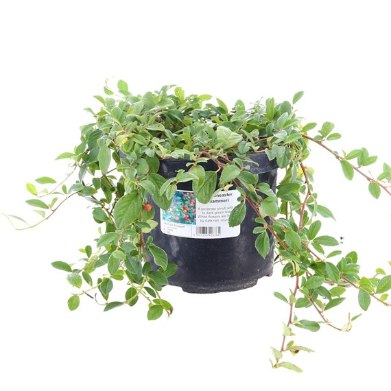 Cotoneaster Dammeri - 4L Pot