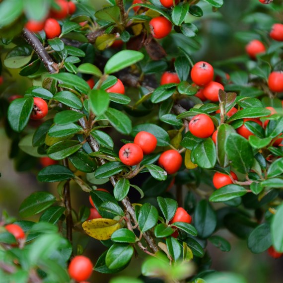 Cotoneaster eichholz - 4L Pot