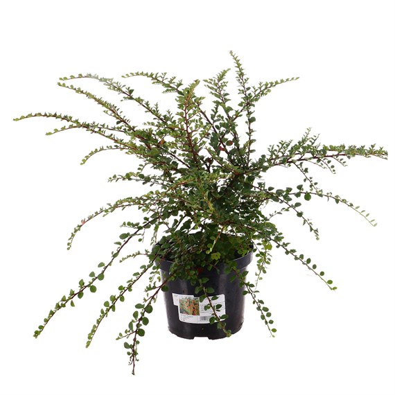 Cotoneaster horizontalis - 4L Pot