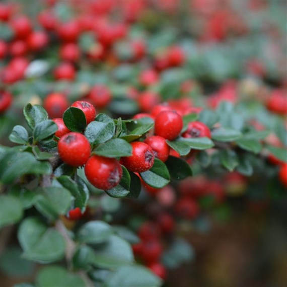 Cotoneaster Horizontalis - 7.5L Pot