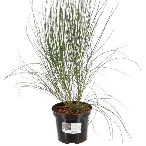 Cytisus praecox 'Zeelandia' - 4L Pot