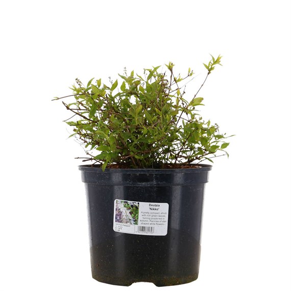Deutzia Crenata 'Nikko' - 7.5L Pot