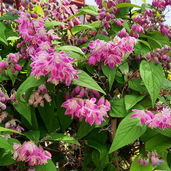 Deutzia 'Strawberry Fields' - 15L Pot
