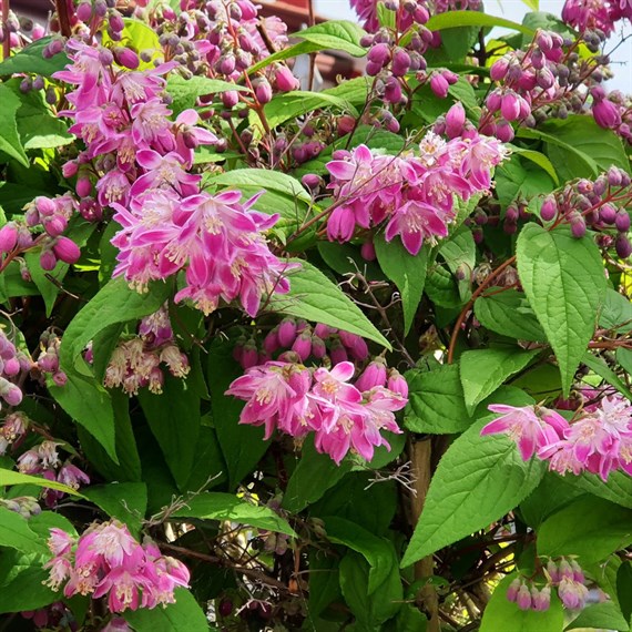 Deutzia 'Strawberry Fields' - 4L Pot