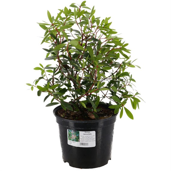 Drimys Lanceolata - 5L Pot