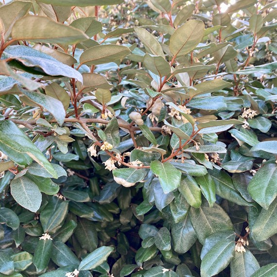 Elaeagnus Ebbingei - 7.5L Pot