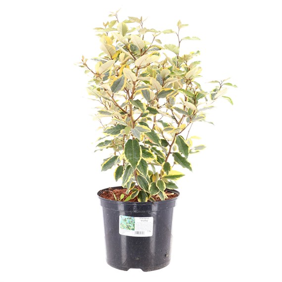 Elaeagnus Ebbingei 'Viveleg' - 7.5L Pot