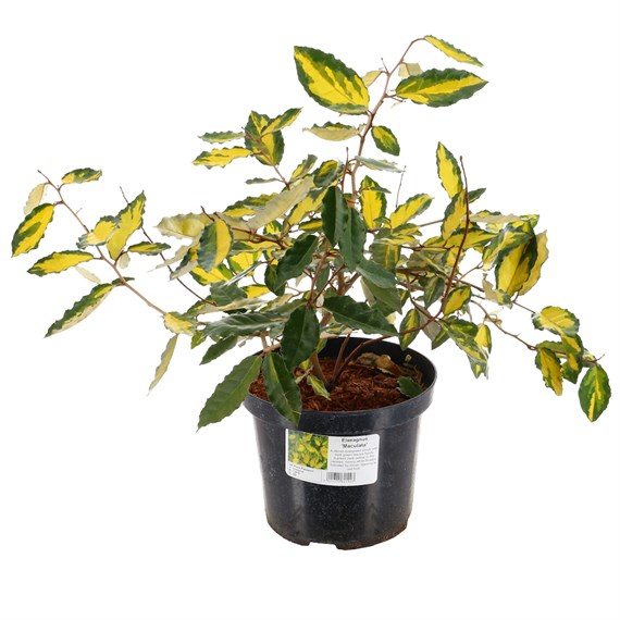Elaeagnus pungens 'Maculata' - 4L Pot
