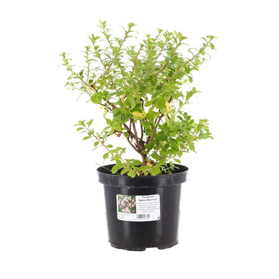 Escallonia 'Apple Blossom' - 3L Pot