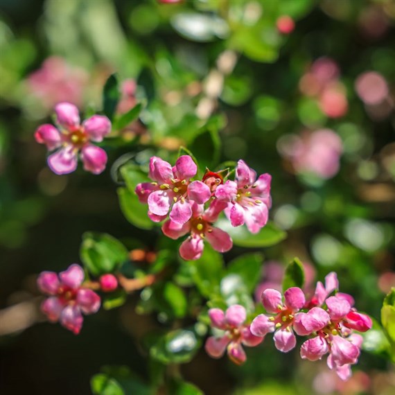 Escallonia 'Donard Seedling' - 3L Pot