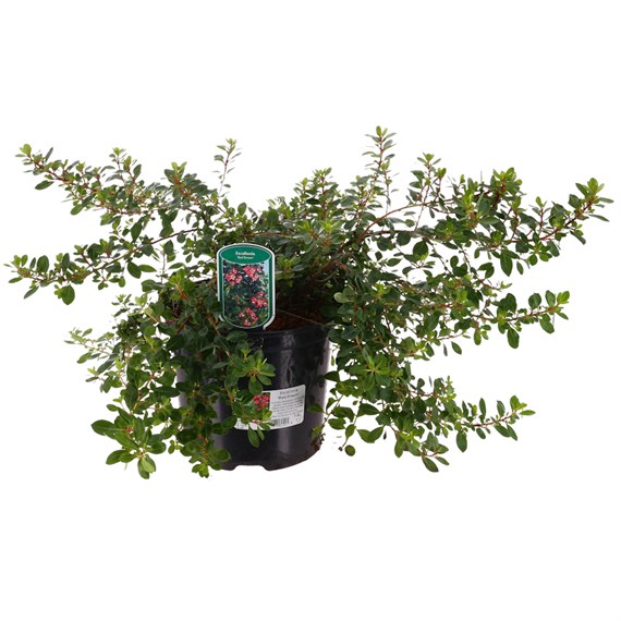 Escallonia 'Red Dream' - 7.5L Pot