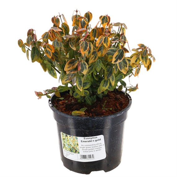 Euonymus fortunei 'Emerald 'n' Gold' - 2L pot